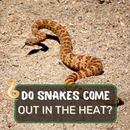 do snakes come out in the heat?