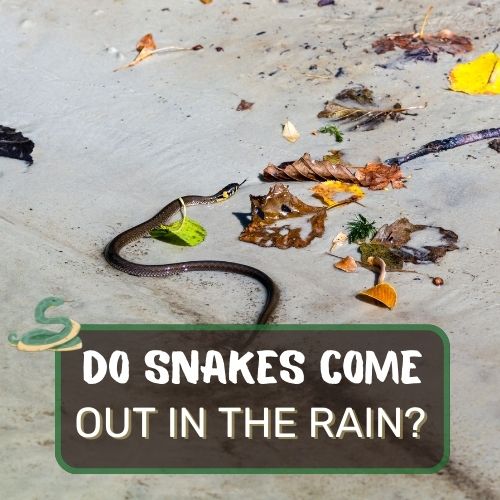 do snakes come out of the rain?