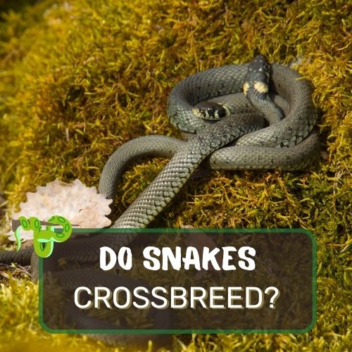 do snakes crossbreed?