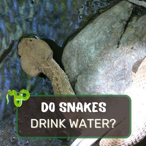 do snakes drink water?