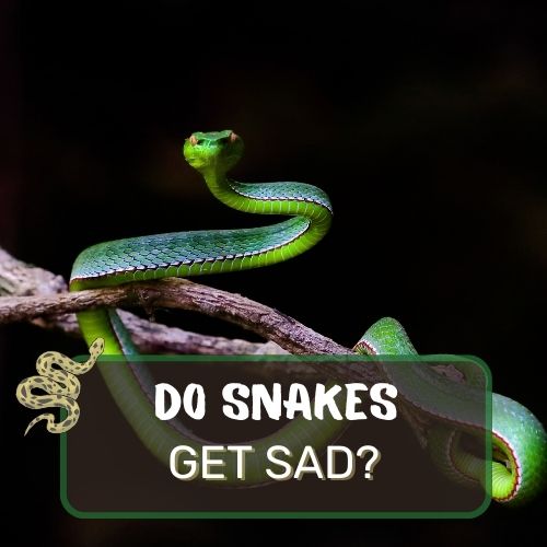 do snakes get sad?
