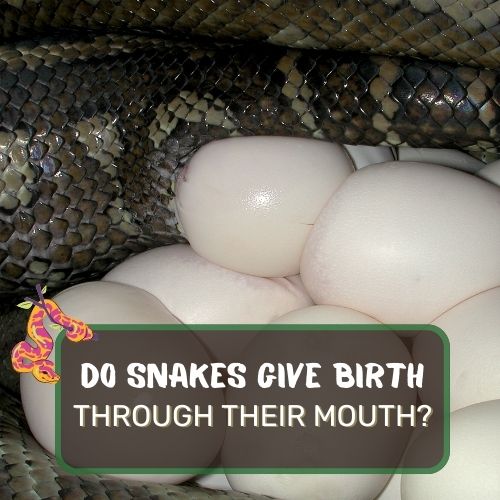 do snakes give birth through their mouth?