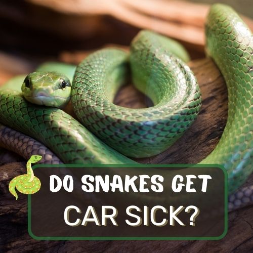 do snakes get car sick?