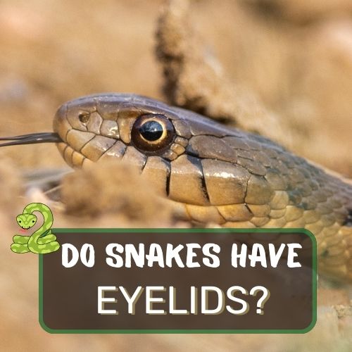 do snakes have eyelids?