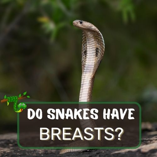 do snakes have breasts?