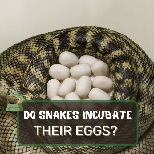 Do Snakes Incubate Their Eggs? Surprising Parental Behaviors!