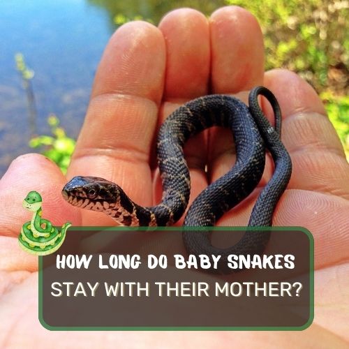 How long do baby snakes stay with their mother?