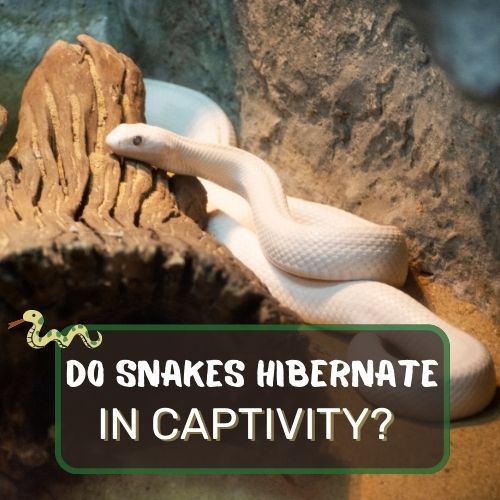 do snakes hibernate in captivity?
