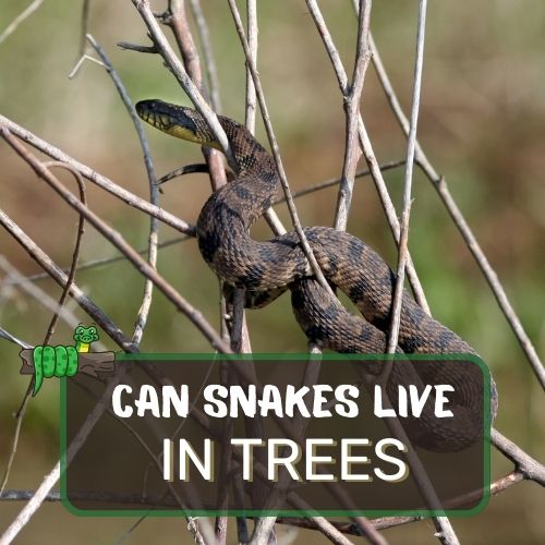 do snakes live in trees?