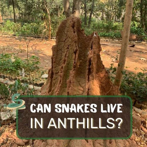 do snakes live in anthills?