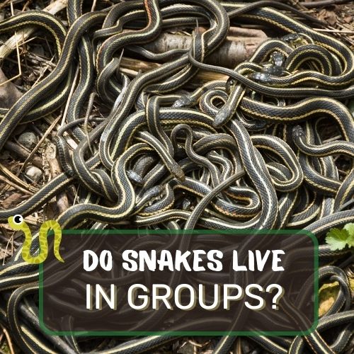do snakes live in groups?