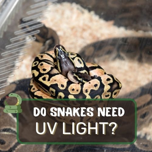 Do Snakes Need UV Light? UV Light Vitality Revealed!