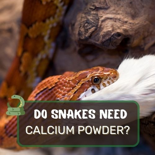 do snakes need calcium powder?