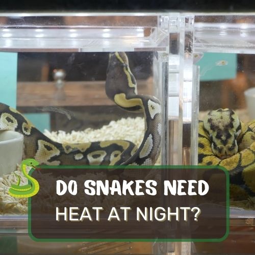 do snakes need heat at night?