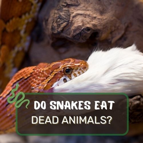 do snakes eat dead animals?