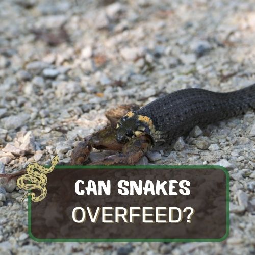 can snakes overfeed?