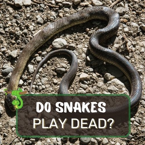 do snakes play dead?