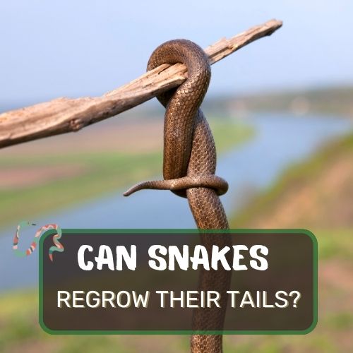 can snakes regrow their tails?