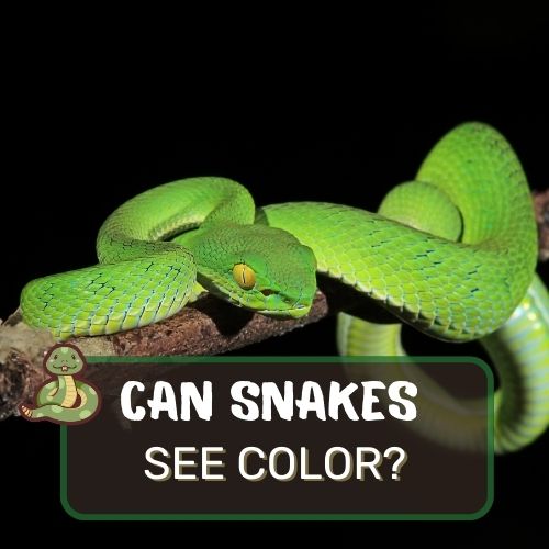 can snakes see color?
