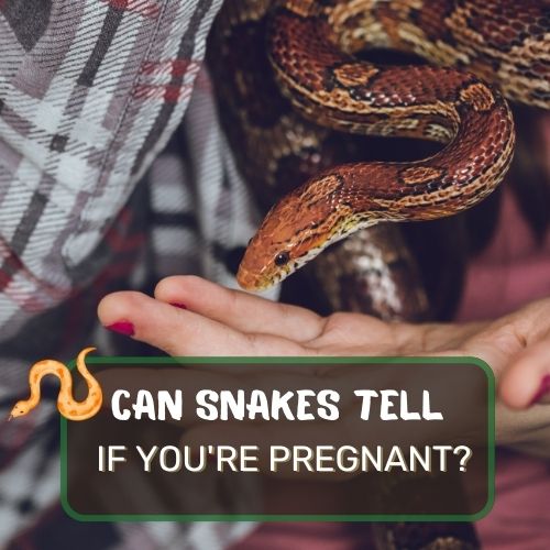 can snakes tell if you're pregnant?