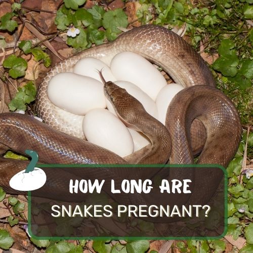 how long are snakes pregnant for?