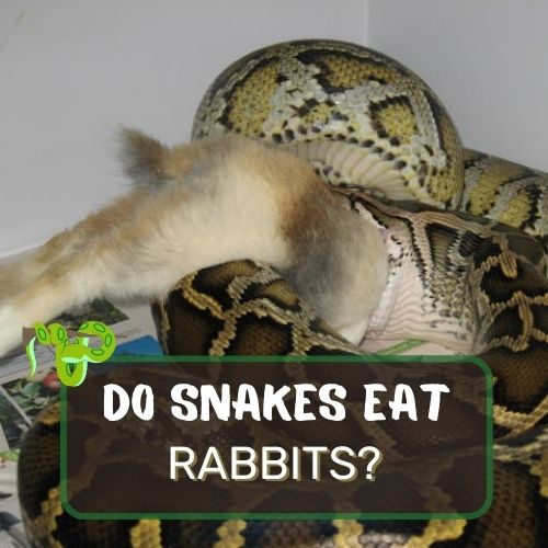 do snake eat rabbit?