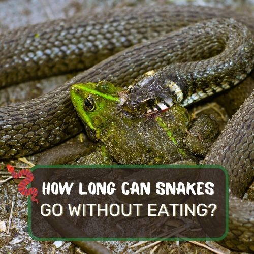 how long can snakes go without eating?
