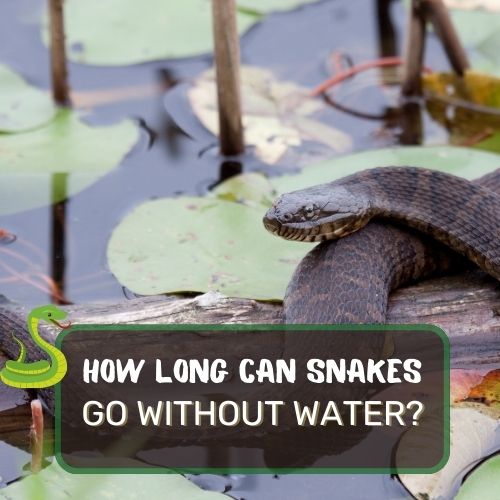 how long can snakes go without water?