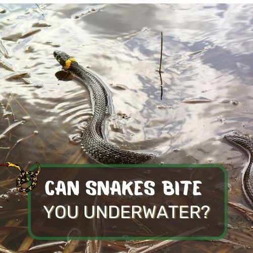Can snakes bite you underwater?