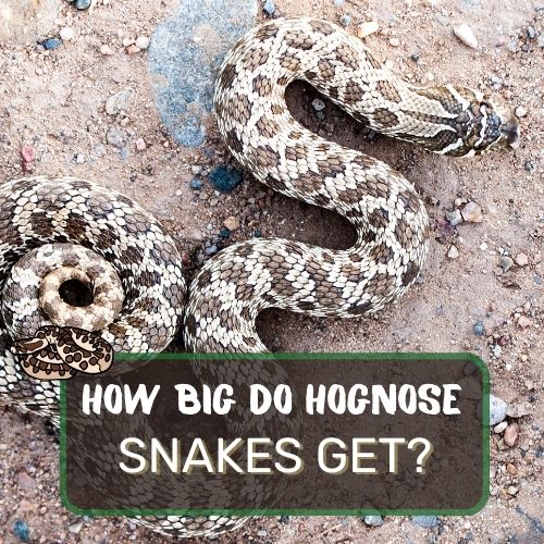 how big do hognose snakes get?