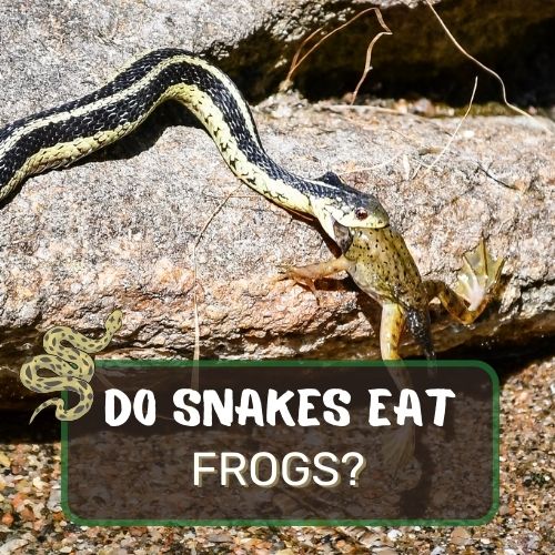 Do Snakes Eat Frogs? Snakes Eating Frogs Revealed!