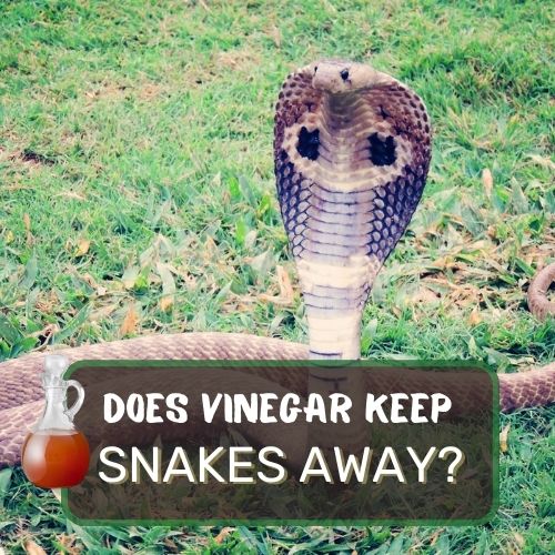 does vinegar keep snakes away?