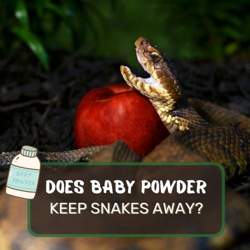 does baby powder keep snakes away?