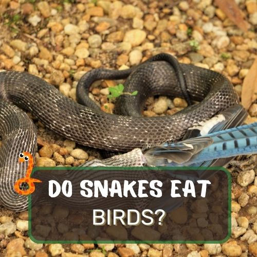 do snakes eat birds