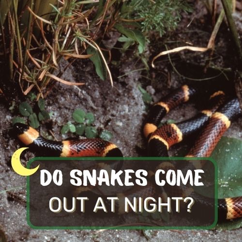 do snakes come out at night?
