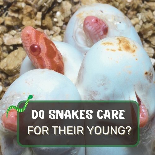 do snakes care for their young?