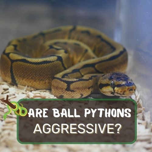 are ball pythons aggressive