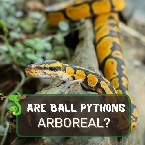 are ball pythons arboreal