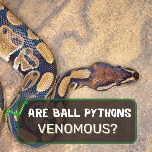 are ball pythons venomous