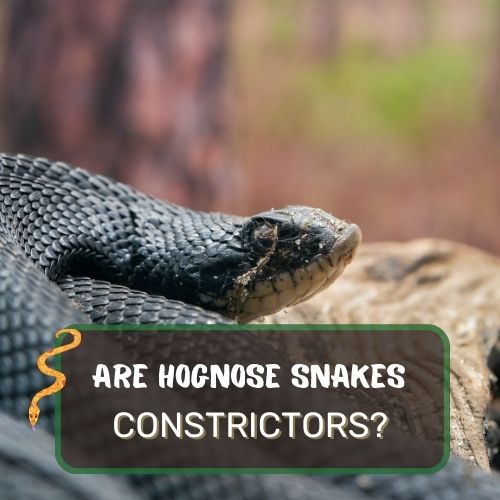Are Hognose Snakes Constrictors? Hognose Snake Behavior!