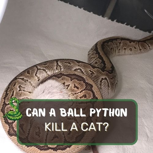 Can a Ball Python Kill a Cat? Get The Answer Now!