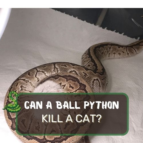 can a ball python kill a cat