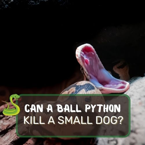 can a ball python kill a small dog