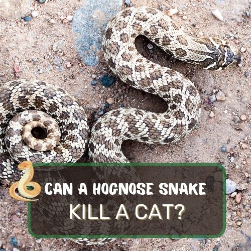 can a hognose snake kill a cat