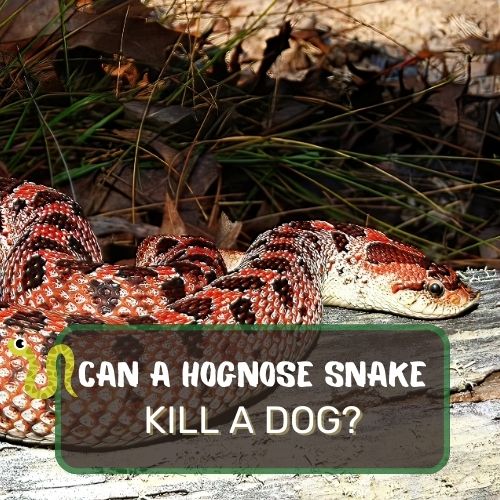 can a hognose snake kill a dog