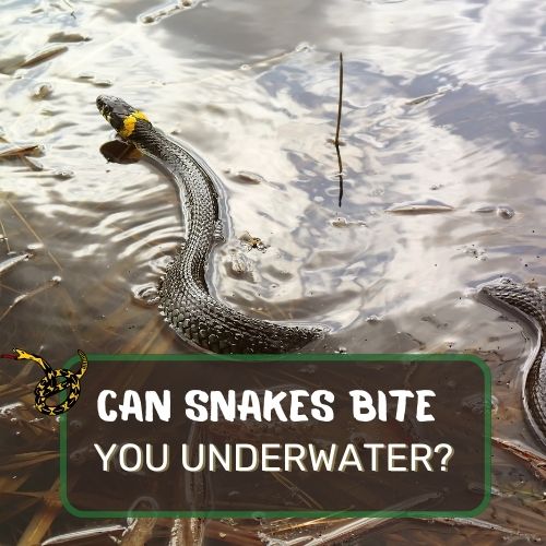 Can Snakes Bite You Underwater? Aquatic Serpent Encounters!