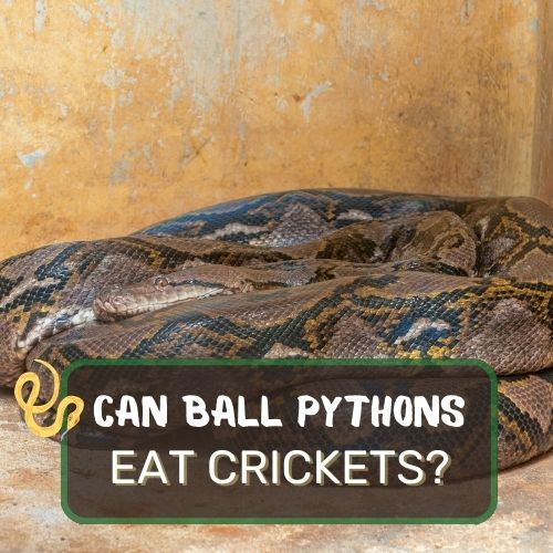 can ball pythons eat crickets