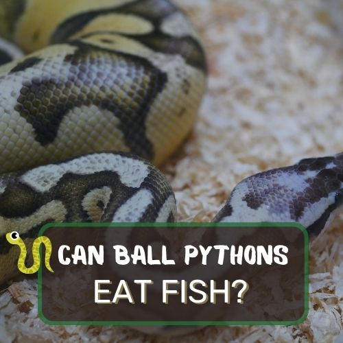 can ball pythons eat fish
