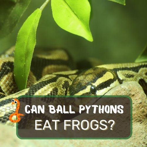 can ball pythons eat frogs
