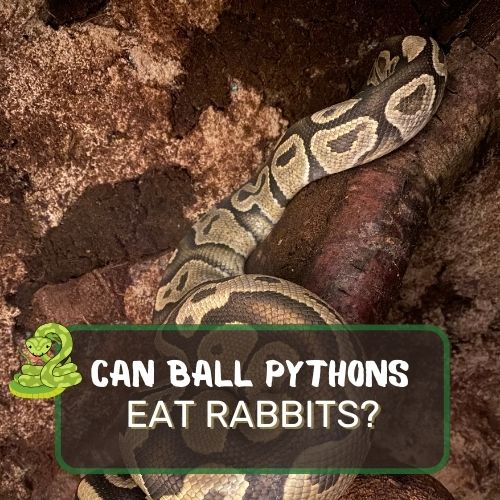 can ball pythons eat rabbits